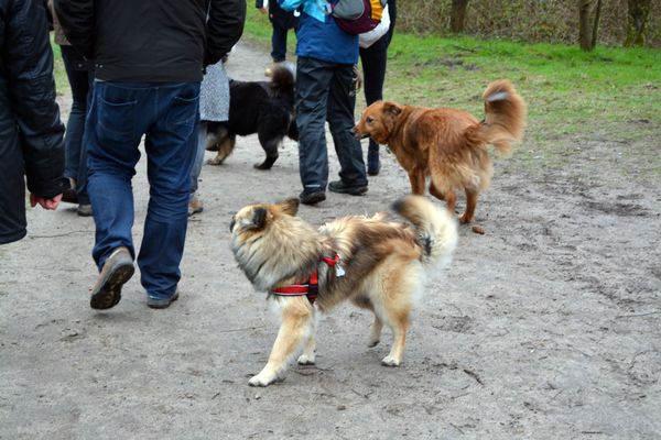 Auch andere Hunde tummeln sich im Hundewald