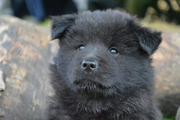Luca