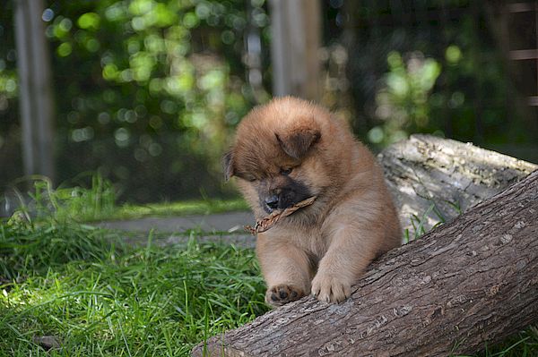 Nanuk