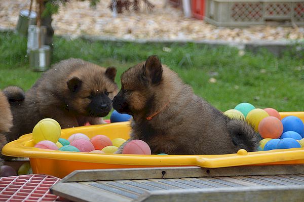 Nala und Nianyo