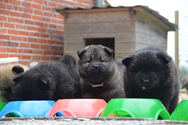 Nika, Nuri-Maya und Namiko-Mei