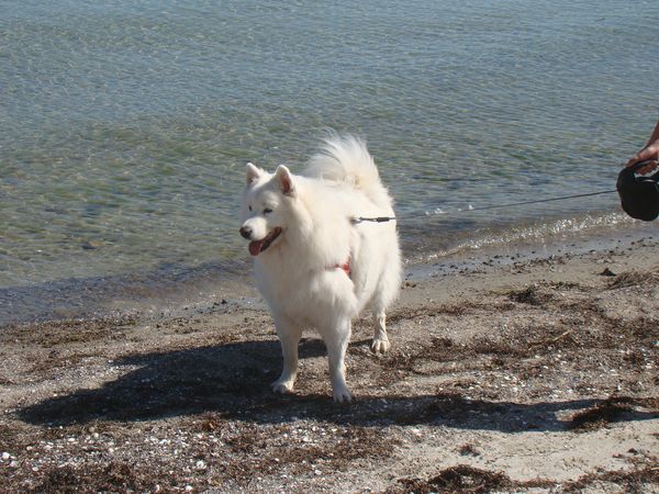 Der Samoyede
