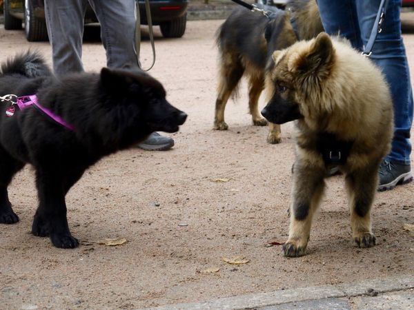 Liva und Lima