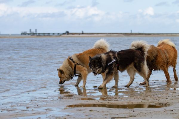 Anouk, Amal und Marty