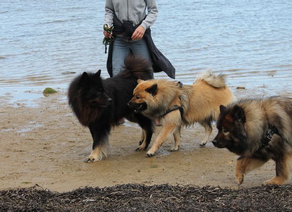 Teddy, Motte, Frodo