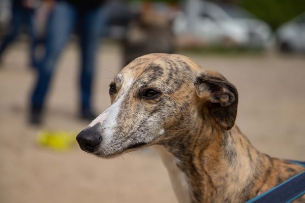 Whippet Ginger