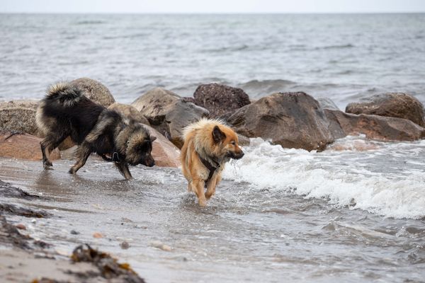 Makani und Naaja
