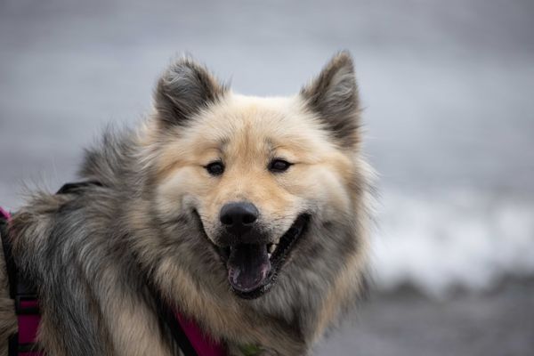 Miina
