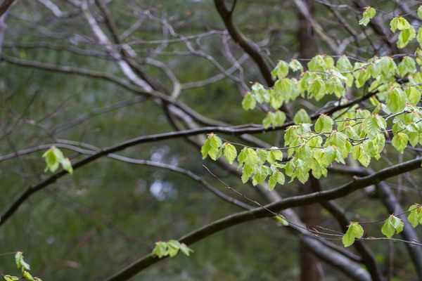 Eurasierspaziergang am 6.5.17 im Langenberger Forst