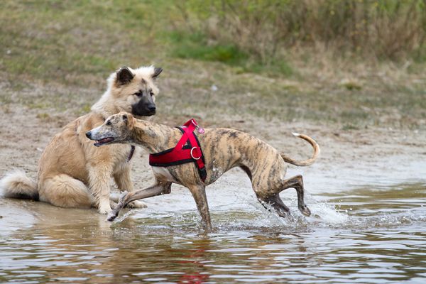 Ayla und Ginger