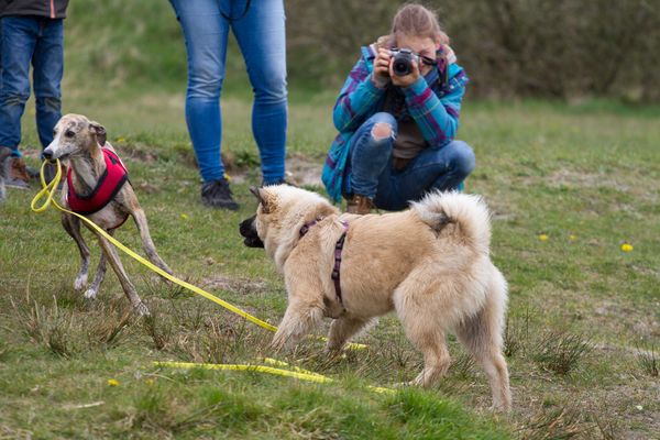 Ginger und Ayla