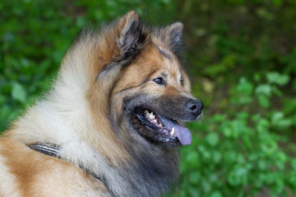 Aslan