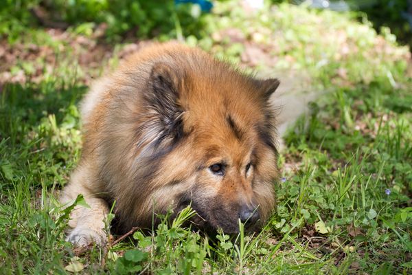 Aslan