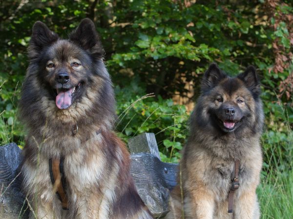 Davinci und Lenka