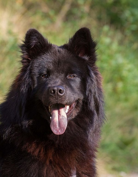 Koda