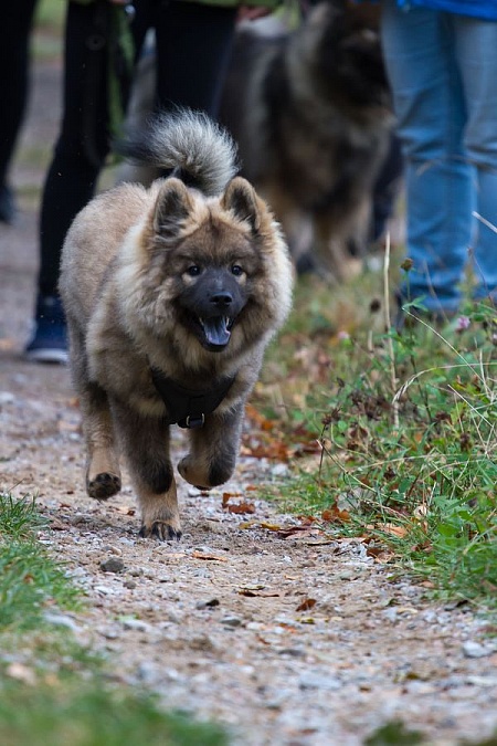 Schnell zum Riekendahltreffen nach Undeloh!