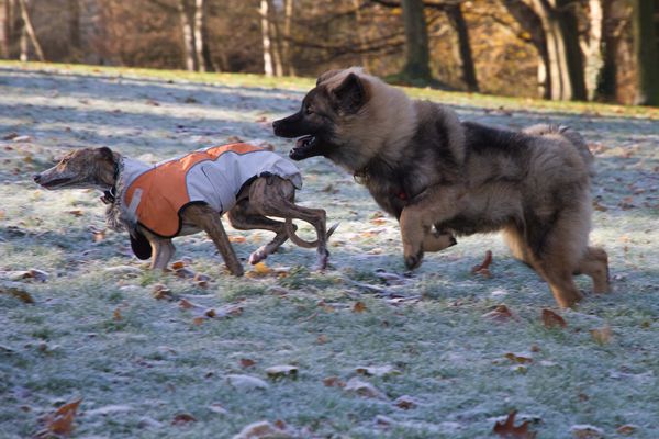 Ginger und Lenya im Christiansenspark