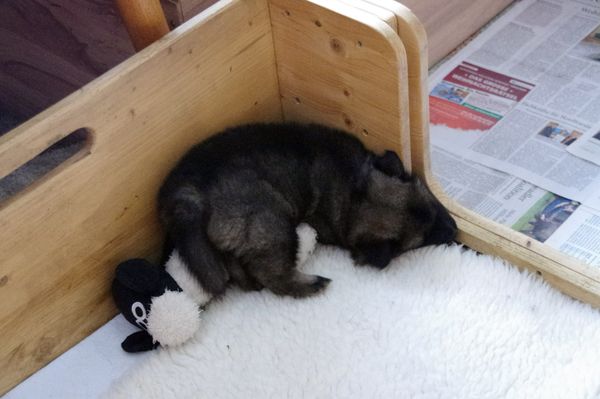 Der Eurasier als