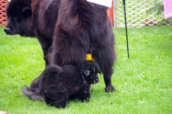 Ein begossener Eurasier