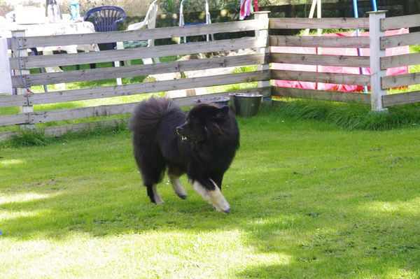 Dann wetzt er erstmal durch den Garten