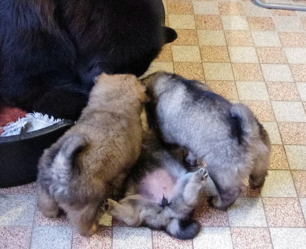 Ein lustiges Trio