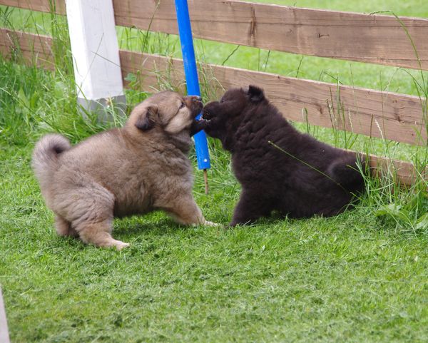 Jago und Jomiko