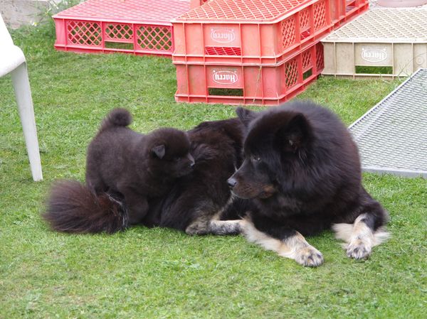 Cuba und Jomiko
