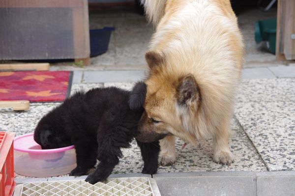 Piri und Newa