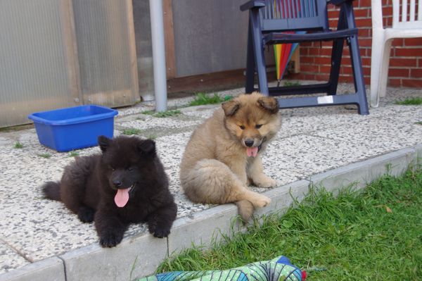 Jomiko und Jago im Welpensitz
