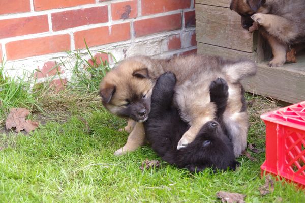 Kenya und Koda