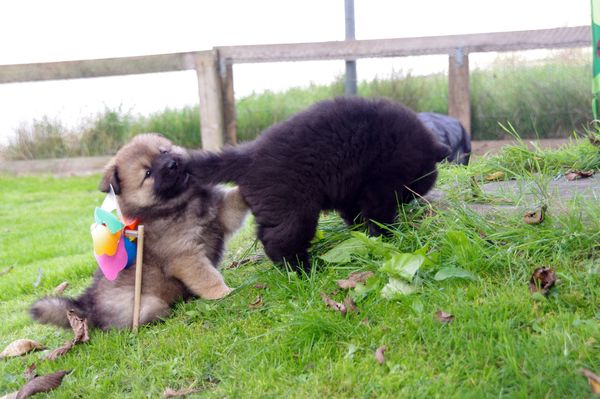 Kouba und Koda