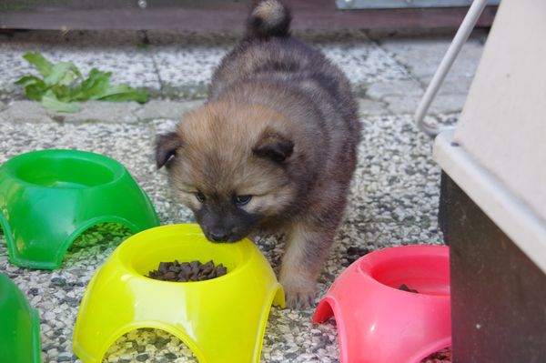 Keiko