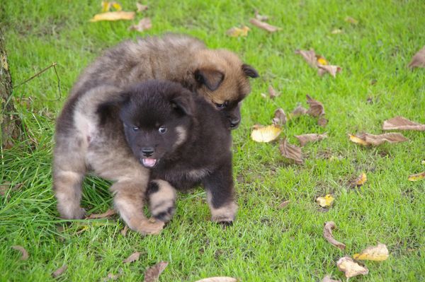 Kenya und Koda