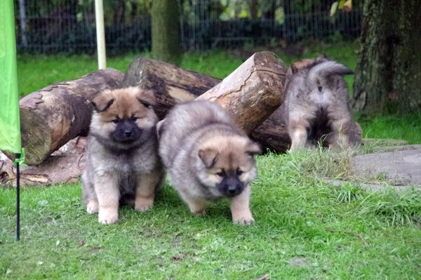 Kouba und Keiko