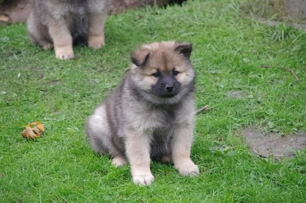 Keiko