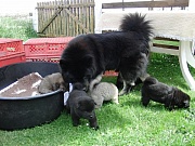 Übersichtsbild der Kategorie J-Wurf Woche 4