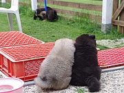 Übersichtsbild der Kategorie J-Wurf Woche 6