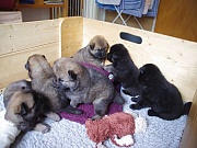 Übersichtsbild der Kategorie K-Wurf Woche 4