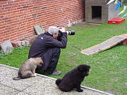 Übersichtsbild der Kategorie K-Wurf Woche 8 - 1 (Bock)