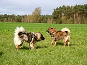 Übersichtsbild der Kategorie L -Treffen am 22.04.17 in der Nordheide / Undeloh