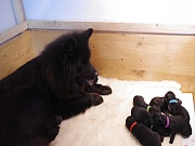Übersichtsbild der Kategorie L-Wurf Woche 1