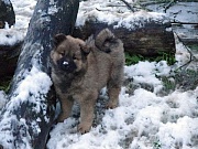 Übersichtsbild der Kategorie M-Wurf Woche 8