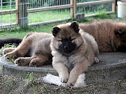 Übersichtsbild der Kategorie N-Wurf Woche 8 Sabine Wulf