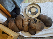 Übersichtsbild der Kategorie O-Wurf Woche 3