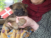 Übersichtsbild der Kategorie O-Wurf Woche 4