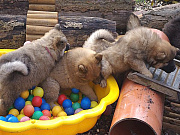 Übersichtsbild der Kategorie O-Wurf Woche 7