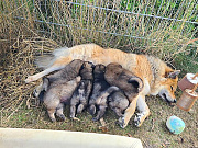 Übersichtsbild der Kategorie P-Wurf Woche 4