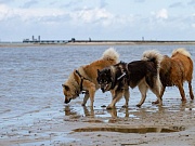 Übersichtsbild der Kategorie Riekendahl-Treffen Laboe / Ostsee 15.09.18
