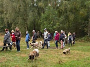 Übersichtsbild der Kategorie Riekendahl-Treffen Undeloh 01.10.16