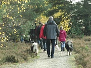 Übersichtsbild der Kategorie Riekendahl -Treffen Undeloh 10.11.12